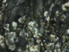 梅林の白梅