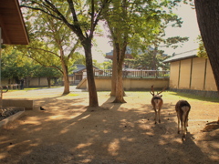 夏が来る前に