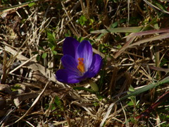 道端クロッカス