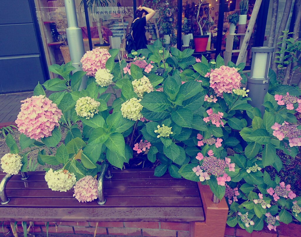 ベンチに降る雨 紫陽花