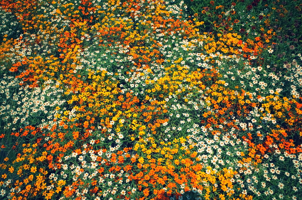ホットな花壇