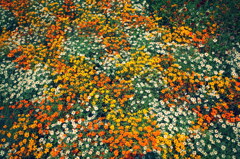 ホットな花壇