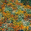 ホットな花壇