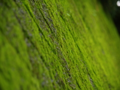 苔むす