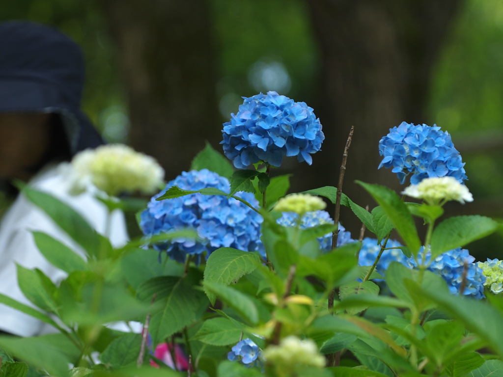 紫陽花とアタシ