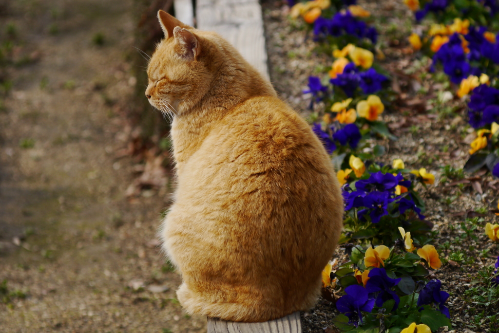 日向ねこ