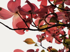 薄紅色