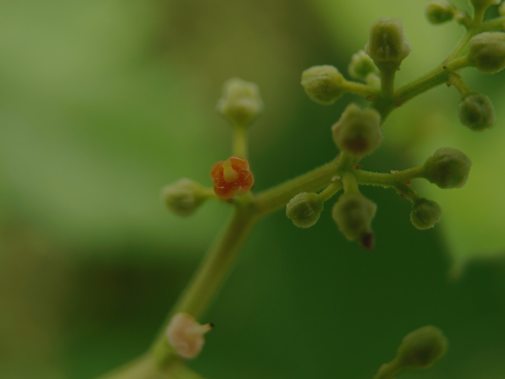 ゼリーのツンつん