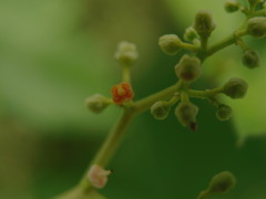 ゼリーのツンつん