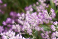 清涼の花