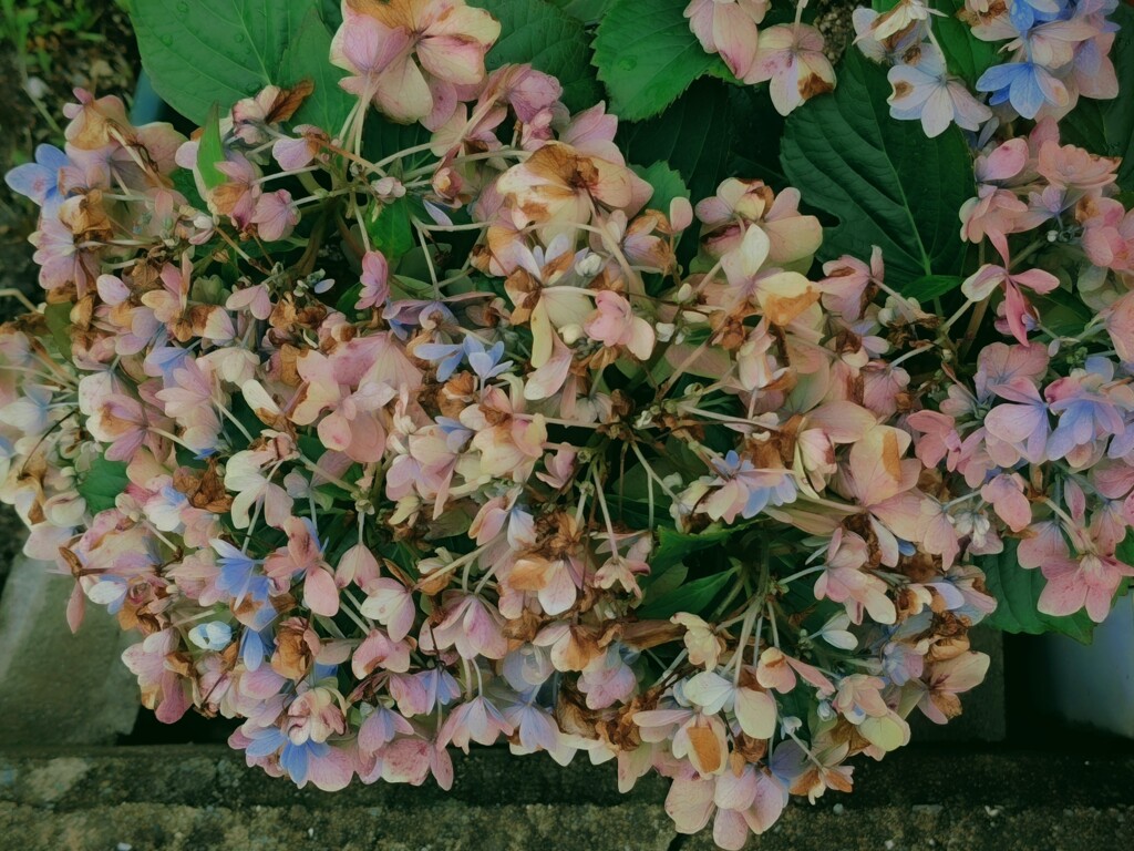 花開montage