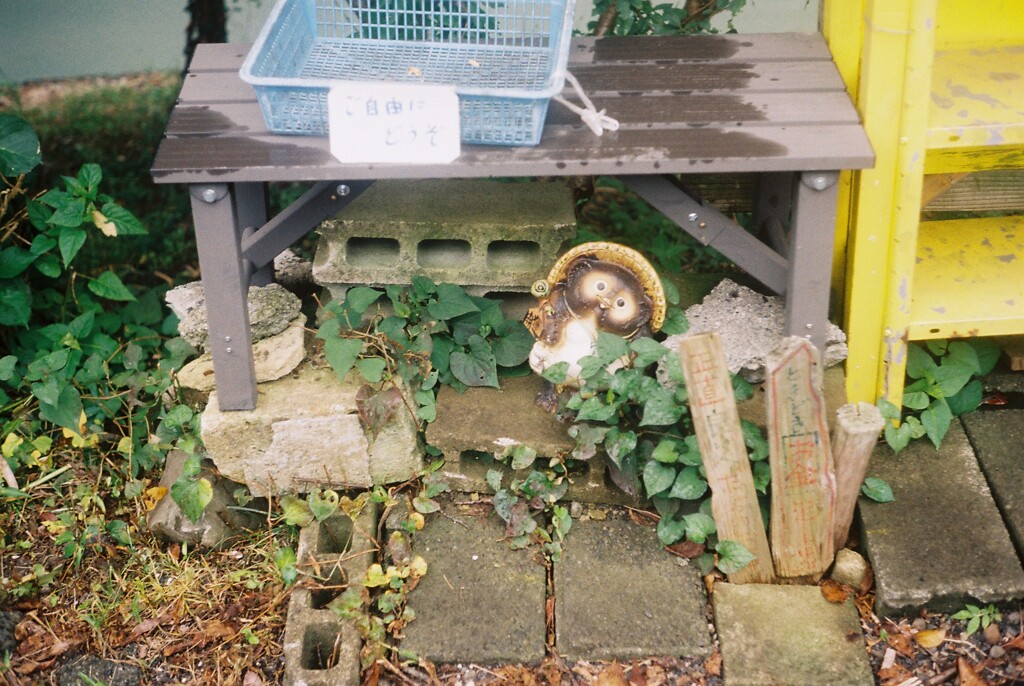 川辺の狸