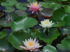 朧の睡蓮