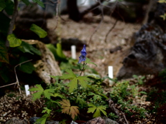 トリカブトの花