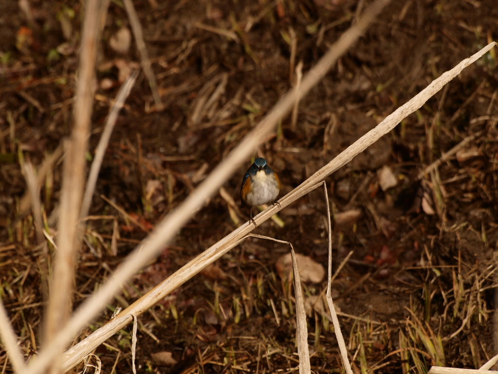 とっ・っとっと・・ぐぁっしっ。