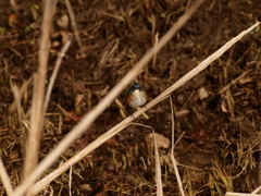 とっ・っとっと・・ぐぁっしっ。