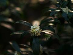 白花沈丁花
