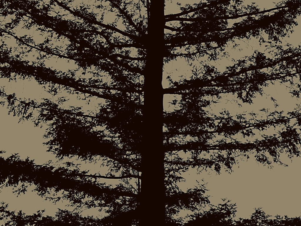 かくれんぼの木