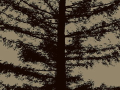 かくれんぼの木