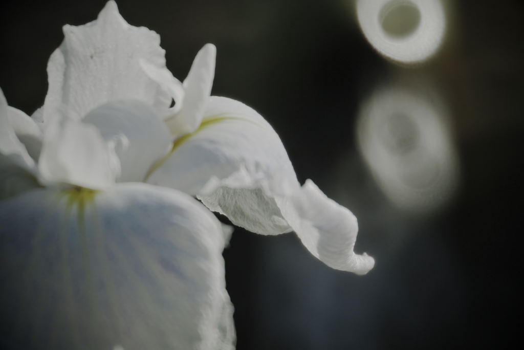 花菖蒲の泪