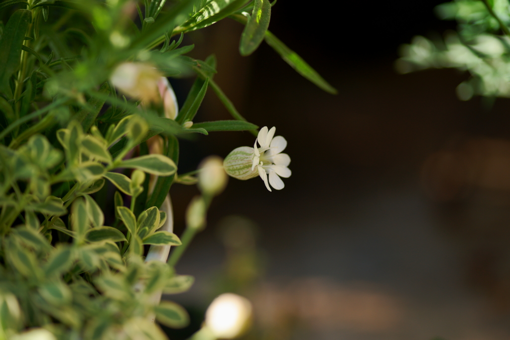 日陰に咲く白玉草