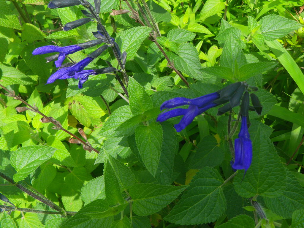 青花