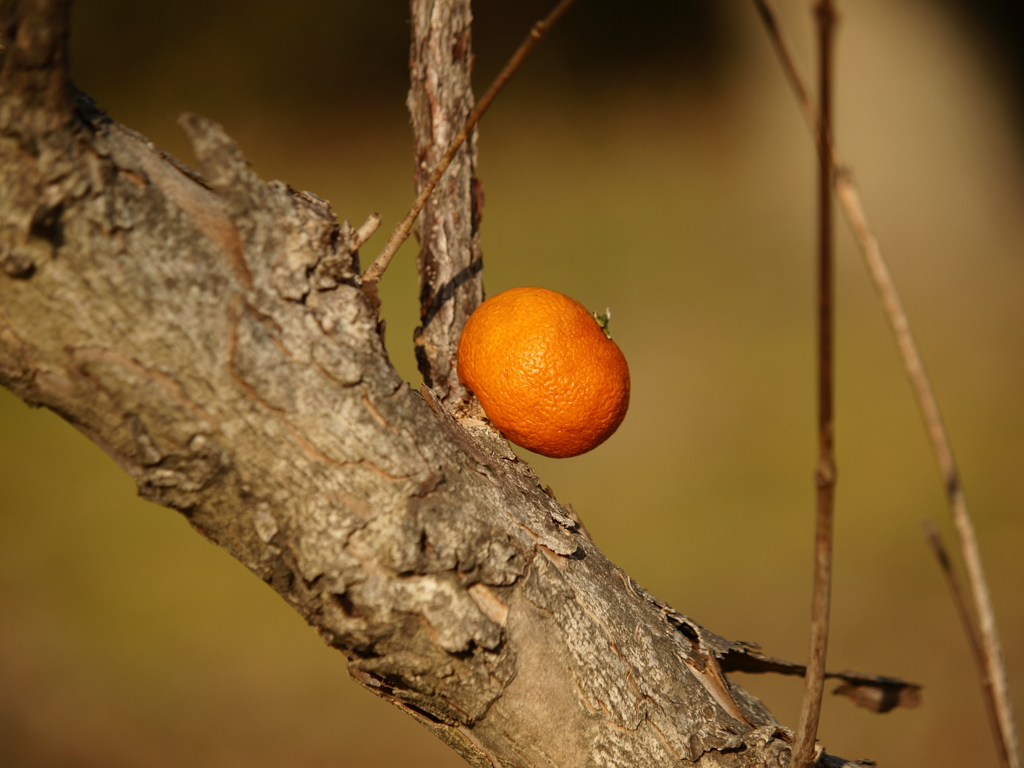 みかんの生る木