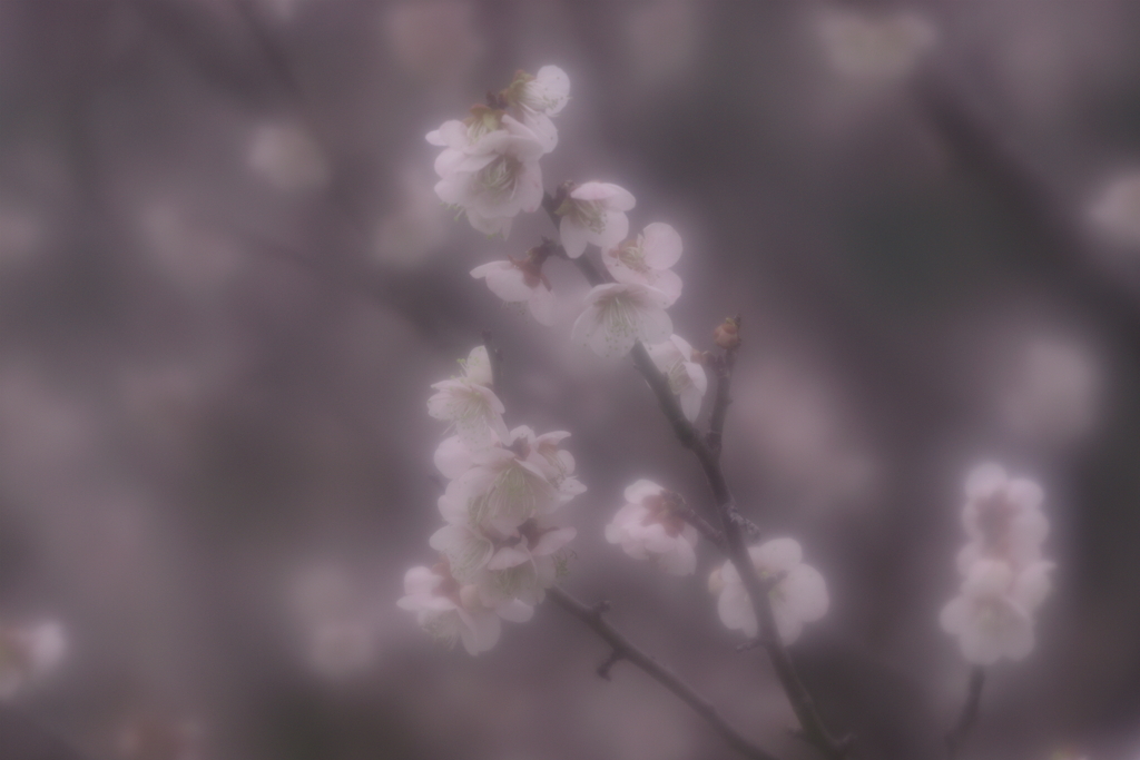 春燈火