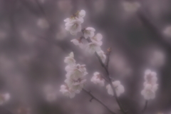 春燈火