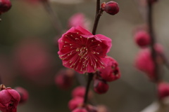 梅林紅