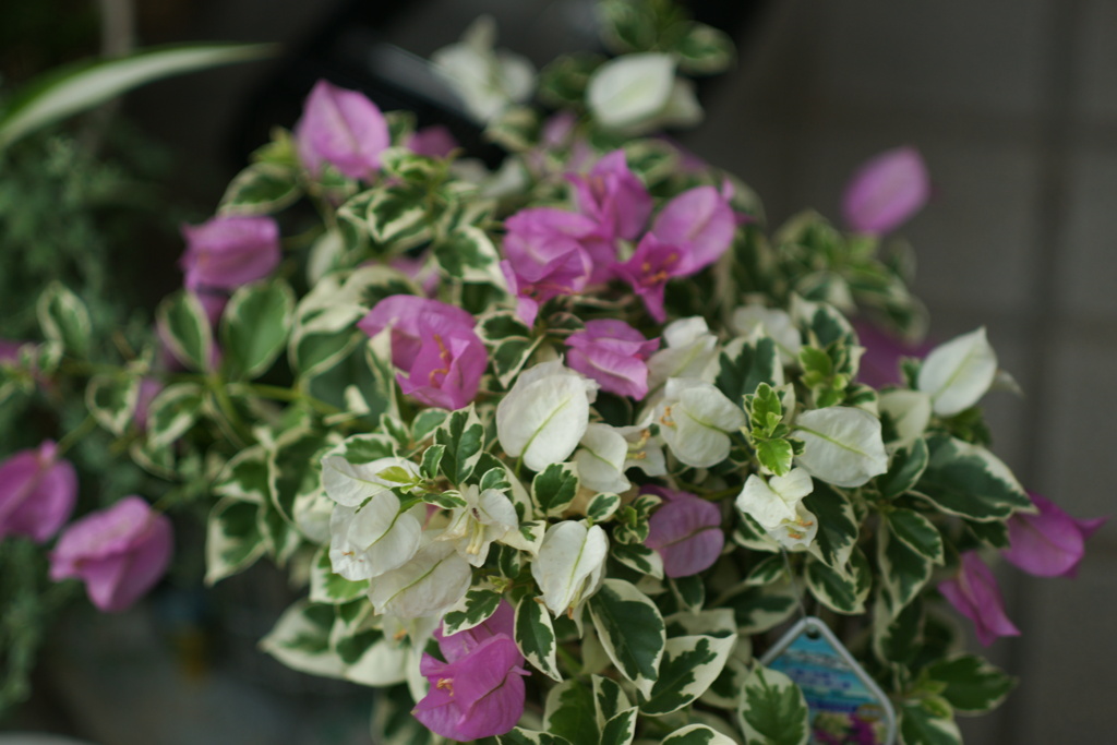 夏の花