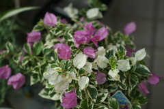 夏の花