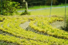 しずかな長閑な時間