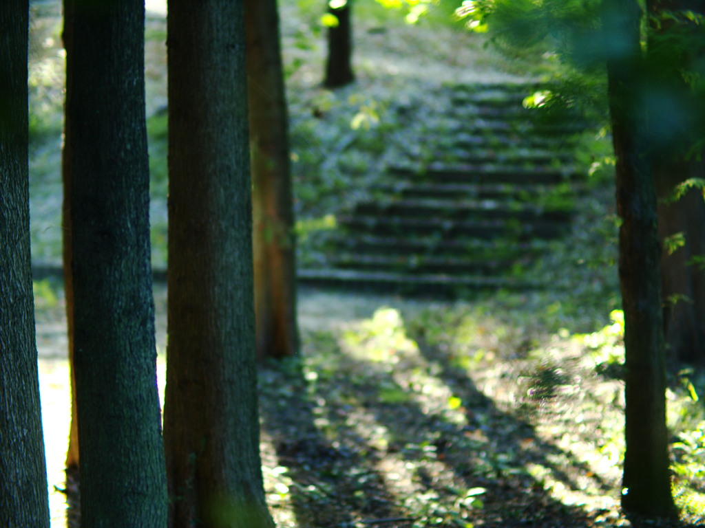 龍宮の森