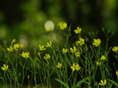 風に彷徨う