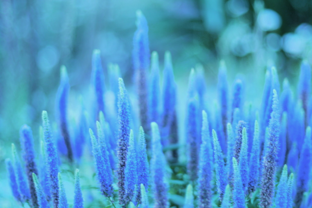 ときめきブルー