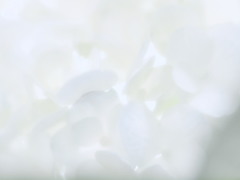 白い一日 白い一日