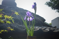 ここに咲く