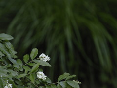 梅雨から夏へ