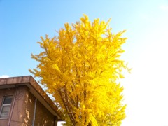 立ち木に元気をもらう