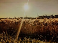 住処と棲家