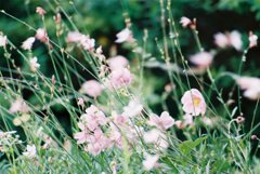 風の花壇