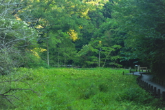 半夏生の咲く湿原