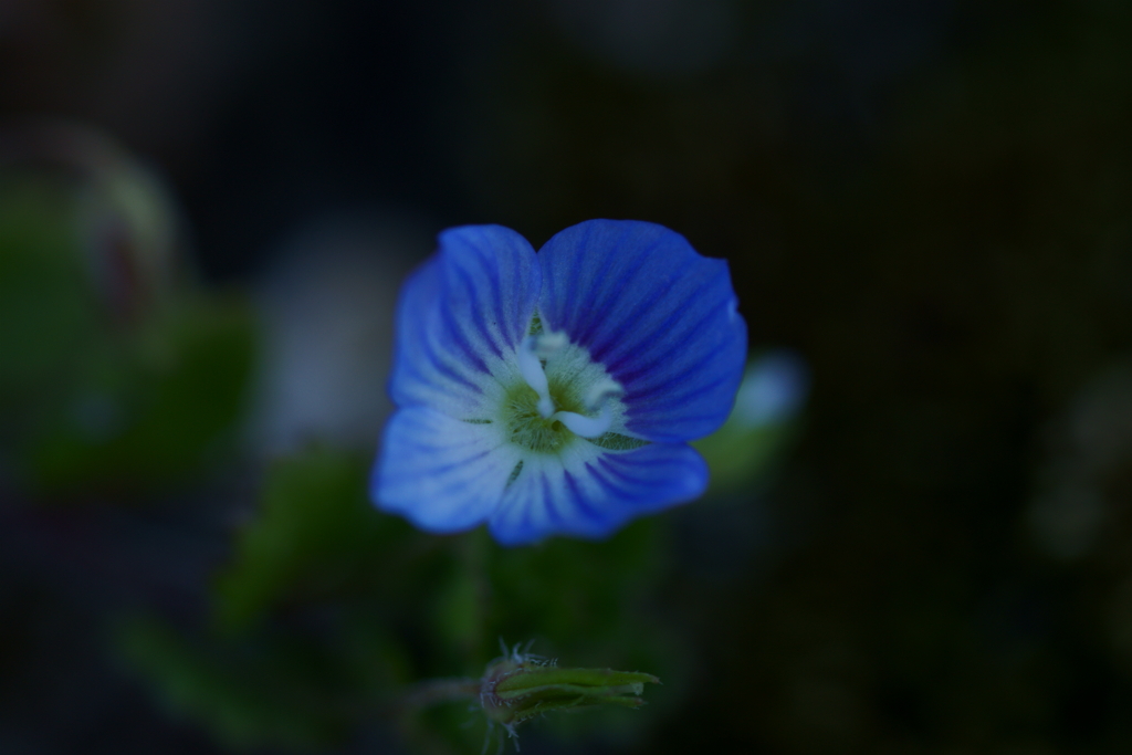 足元の小さな花