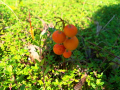 何だかとっても可愛いやつ