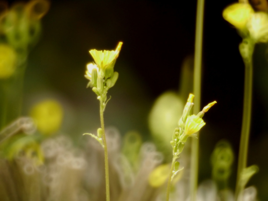 陽のあたる場所