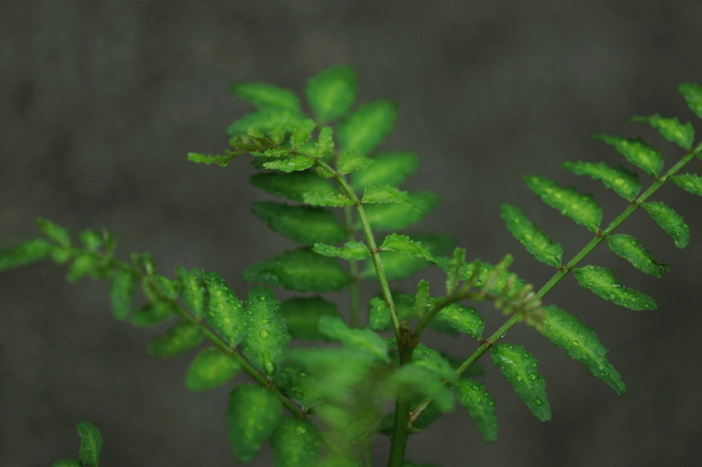 すごくシンプルライフ。