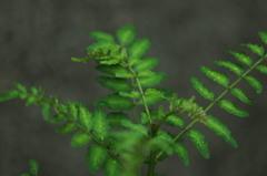 すごくシンプルライフ。