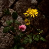 石垣に咲く花