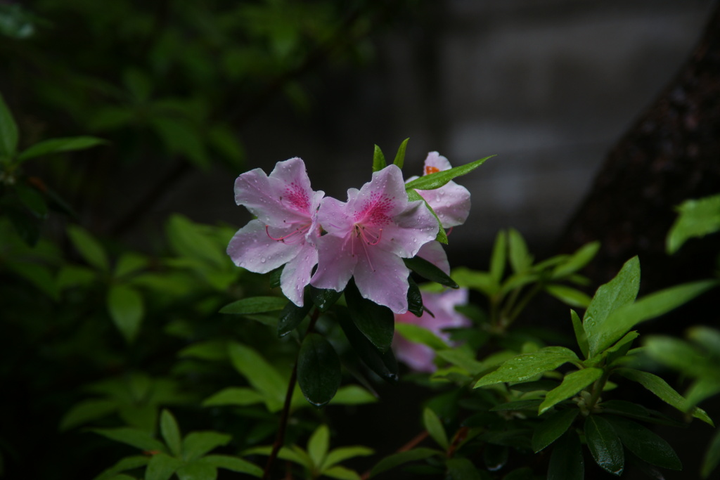 春雨躑躅